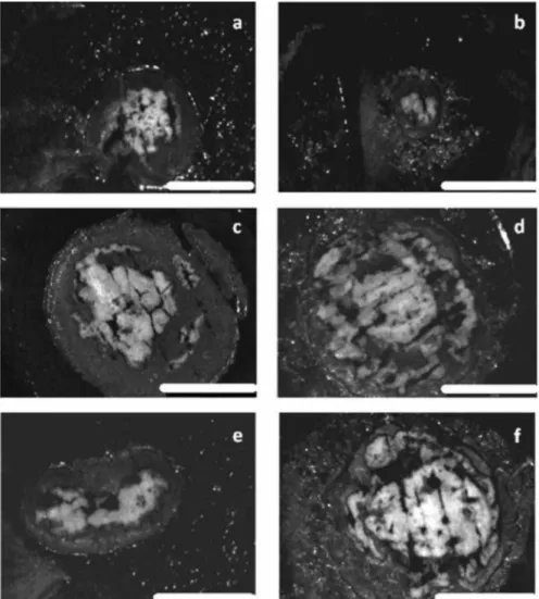 Figure 3. Binocular images of central slices from diﬀerent granules of GSBR, classiﬁed from smallest to largest; a) S4_aer#18;