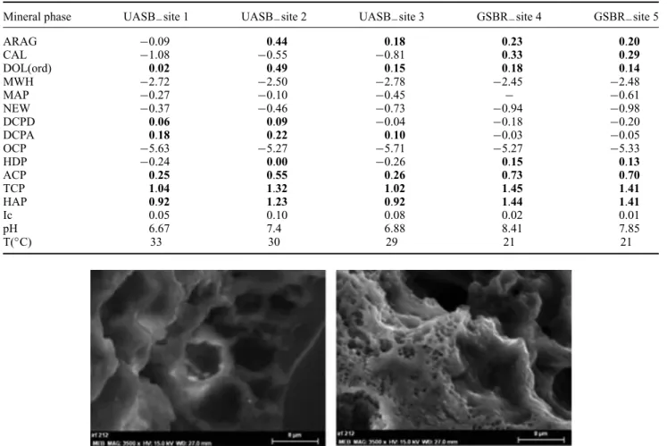 Figure 5. Scanning electron microscopy images of aerobic granules. Scale bar = 8 μ m.