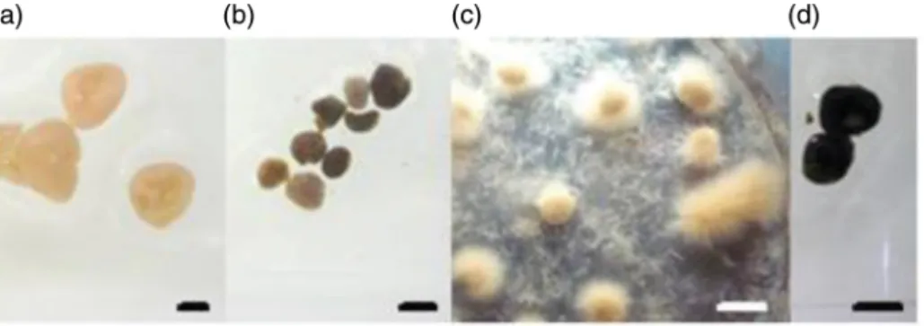 Figure 1. Images of the diﬀerent granules sampled from: a) GSBR Laboratory_R1; b) UASB Industrial Site 1; c) GSBR Laboratory_R2;