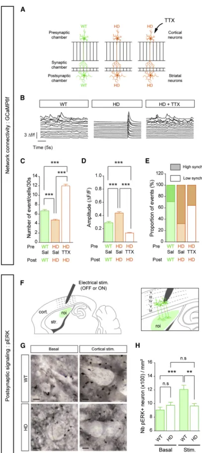 Figure 7. Striatal Consequences of Cortical Activity Manipulation In Vitro and In Vivo in HD