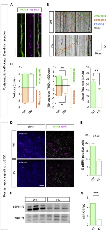 Figure 4. Alterations in Postsynaptic Dynamics and Signaling in HD Striatal Neurons