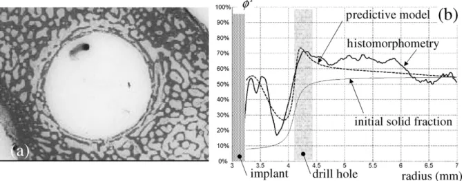 Fig. 6. Heterogeneous healing with a peak of high bone formation: (a) ex-vivo result from histomorphometry, (b) osseous (solid) fraction distribu- distribu-tion φ s (%).