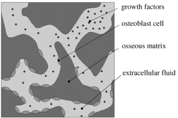 Fig. 2. Multiphasic model showing the architecture of porous medium involving the osseous or solid matrix, the extracellular fluid, the osteoblastic phase and the growth factor phase.