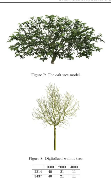 Figure 7: The oak tree model.