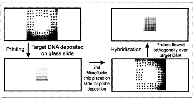 Figure 2.1:  Diagram showing procedure for creating checkerboard format microarrays using microfluidic chips.