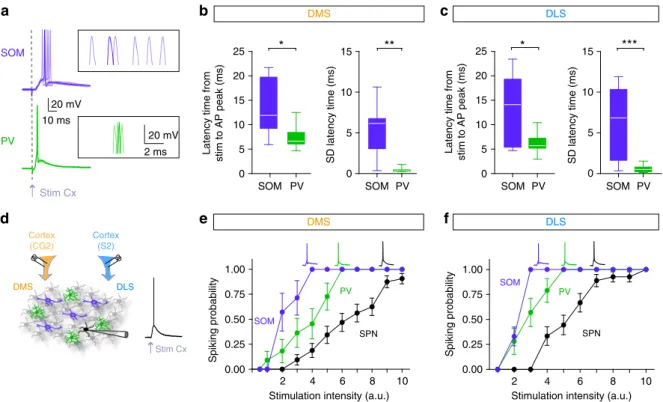 Fig. 2 SOM and PV cells are differentially recruited by cortical inputs in DMS and DLS