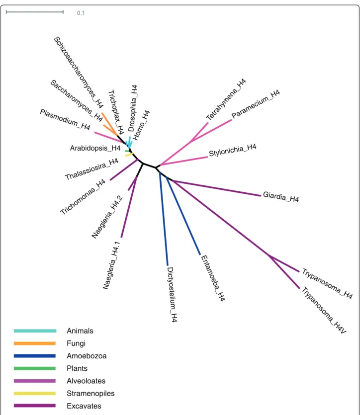 Figure 4 Unrooted H4 phylogeny. Most eukaryotes have a single form of H4, and most divergence in H4s is found in excavates, amoebozoans, and ciliates versus other eukaryotes.