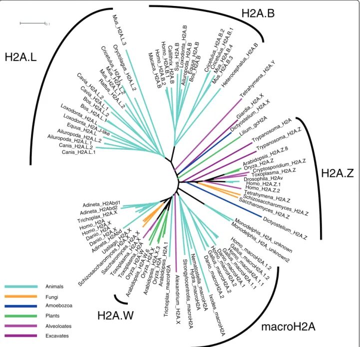 Figure 1 Unrooted H2A phylogeny. H2A.Z is a monophyletic clade present in all eukaryotes, while macroH2A (mH2A) is restricted to animals and H2A.B (H2A.Bbd) and H2A.L (H2AL) are confined to mammals