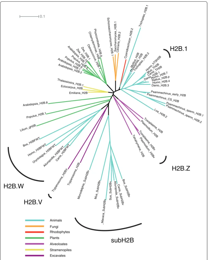 Figure 2 Unrooted H2B phylogeny. TS H2B.1 (TH2B), H2B.W (H2BFWT) and subH2B (SubH2Bv) are mammal-specific clades