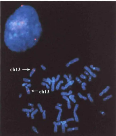 Figure 7. Chromosomal localization by fluorescence in situ hybridization (FISH) of a human PAC containing the entire PFETl gene