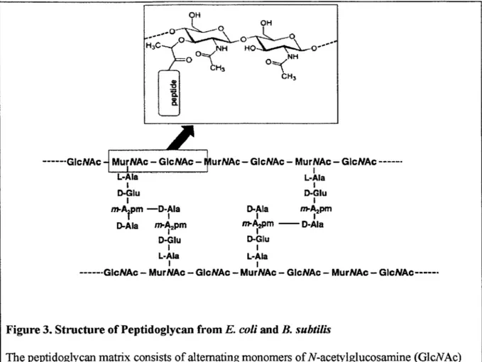 Figure 3. Structure of Peptidoglycan  from E. coli  and B.  subtilis