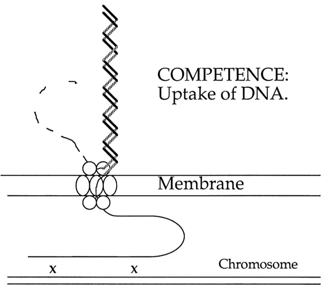 Figure  1.  Model of transformation  in Bacillus  subtilis.  Double-stranded DNA is bound  and cut  at  the  surface  of the  cell