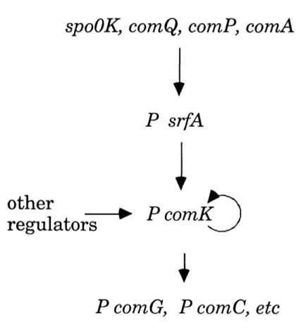 Figure 2. A transcriptional pathway regulates competence in Bacillus subtilis.  The promoter, (P), is indicated for genes that  are transcriptionally regulated