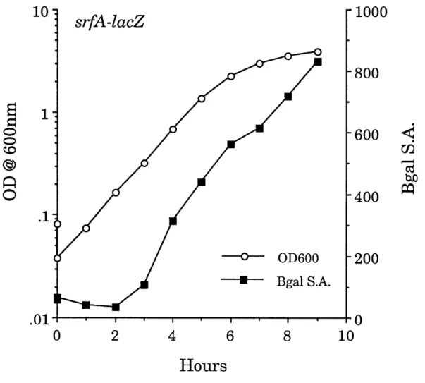 Figure 4.  Expression  of srfA-lacZ increases  with  cell density.