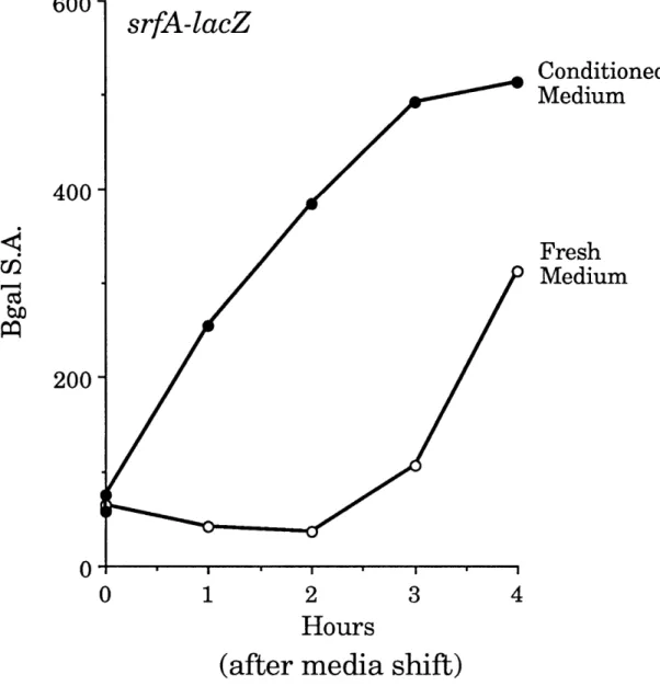 Figure  5.  Conditioned  medium induces  the precocius  expression  of srfA-lacZ.  Cells containing  a srfA-lacZ fusion  (JRL293), were grown for three cloublings in minimal  medium  to an  O.D