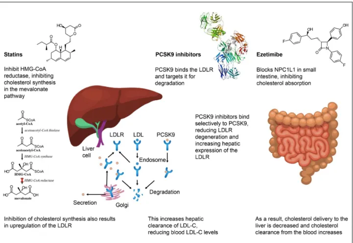 Figure 1.  1Major mechanisms of action of statins, ezetimibe, and PCSK9 (proprotein convertase subtilisin/kexin type 9) inhibitors.
