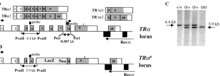 FIG. 1. Targeted disruption of the TR␣ gene by homologous recombination. (A) Structure of the TR␣ gene and of the various isoforms encoded by this gene