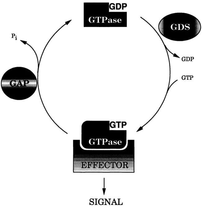 Fig.  2.  The  GTPase  cycle.  The  cycling of GTPases  between their  active GTP-bound and inactive GDP-bound forms is regulated  by GAPs and GDSs.