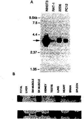 Fig. 2. Northern  blot analysis of rlGDS.  (A)  Poly(A) mRNA froml the stable cell lines NIH3T3, Rat-i, 22D6 (Alt et al.,  1981) and PC12 were analyzed  by Northem blot analysis