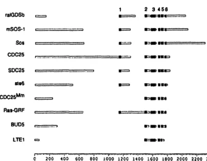 Fig. 3. Sequence comparison of ralGDS  with the  CDC2S family. The computer program MACAW  (Schuler  et at., 1991) was used to identify blocks of conserved sequence between CDC25  family members