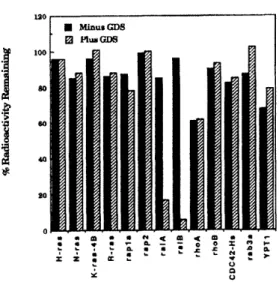 Fig.  4.  Immunoprecipitation of ralGDS. The cell line MOLT-4 was metabolically labeled with [3Slmethionine and extracted protein was immunoprccipitated with  either preimmune (lane 1) or  immune (lane 2) serum