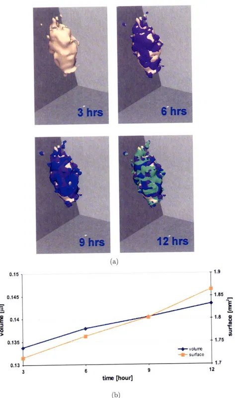 Figure  2-2:  Volumetric  rendering  and  growth  dynamics  of the  MTS  in  the  collagen  I matrix  at  four  consecutive  time  points