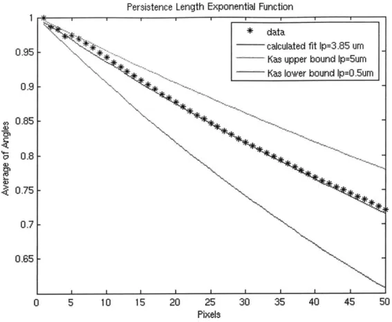 Figure  3-4.  Exponential  fit of actin filament data