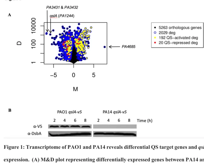 Figure 1: Transcriptome of PAO1 and PA14 reveals differential QS target genes and qslA 734 