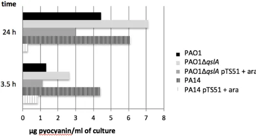 Figure 3: Pyocyanin quantification in the extracellular medium. Pyocyanin was extracted  780 