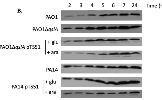 Figure  5:  Immunodetection  of  the  T2SS  Xcp  machinery  component  XcpP  in  cellular 812 