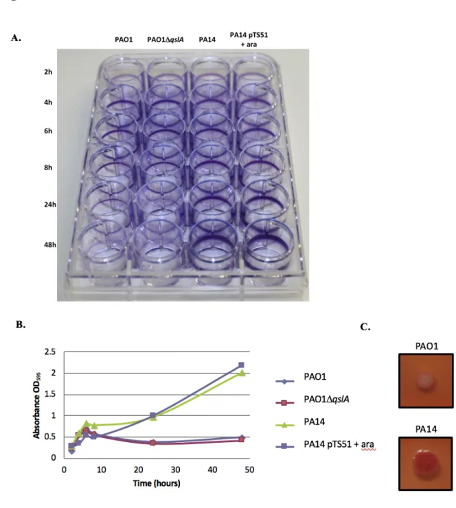 Figure 7: (A) Bacterial adherence to plastic to infer the ability of strains to form biofilm