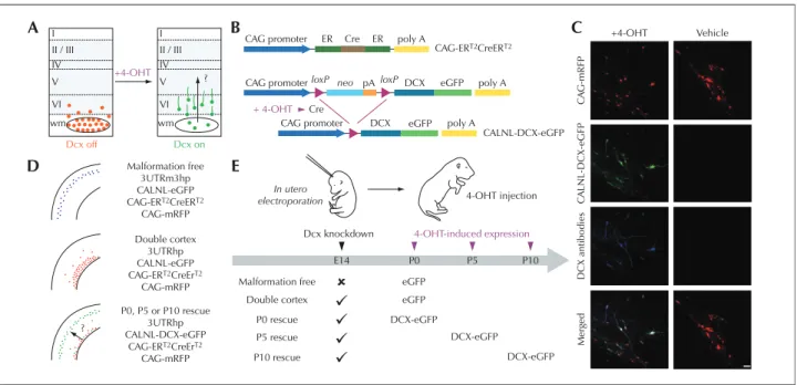 Figure 1. Temporal control of Dcx expression in misplaced neurons by conditional re-expression of the Dcx gene (from Manent et al., 2009).