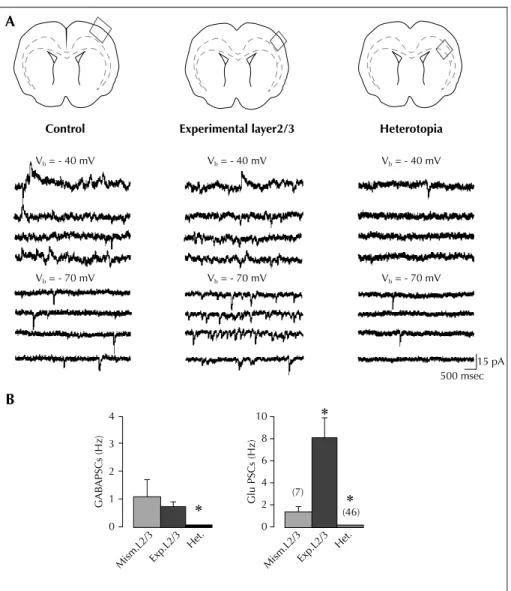 Figure 2. Experimental L2/3 neurons display high synaptic glutamatergic drive (modified from Ackman et al., 2009): A) Example traces of ongoing spontaneous activity recorded at - 70 mV (ECl - ) and - 40 mV in a pyramidal cell of control L2/3 (left traces),