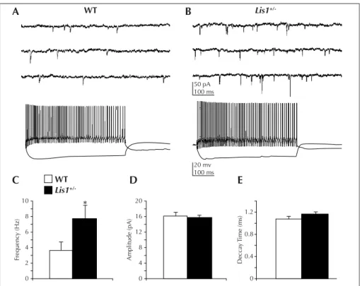 Figure 4. An increase in excitatory drive onto GABAergic interneurons underlies enhanced activity of inhibitory systems in the hippocampus of Lis1 ± mice (from Jones and Baraban, 2007)