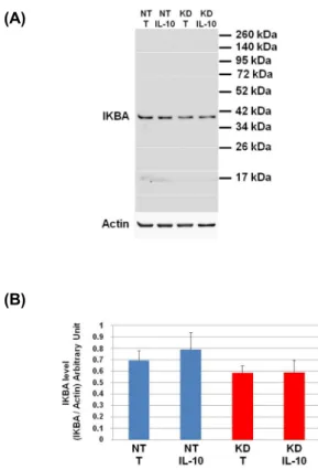 Figure 8. Study of IKBA degradation after IL-10 treatment. (A) NT and PC1/3 KD NR8383  macrophages were treated with 20 ng/mL of IL-10 for 24 h