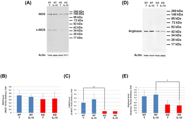 Figure 9. Under IL-10 treatment, PC1/3 KD cells exhibit lower levels of arginase than NT cells