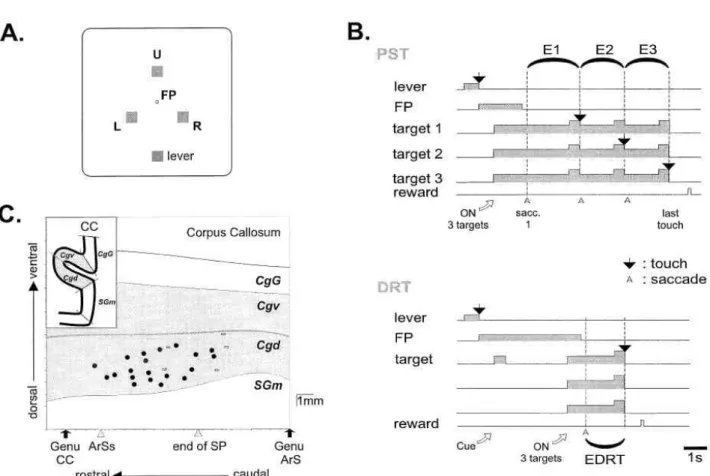 Figure 1.  Target display, trial events in the Problem Solving task (PST) and in the Delayed  Response task (DRT), and anatomical location of task-related neurons