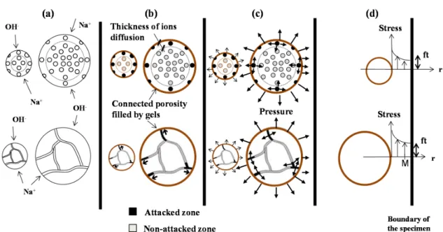 Figure 5: Four phases of ASR development: ion diffusion (a), reaction with the reactive silica 704 