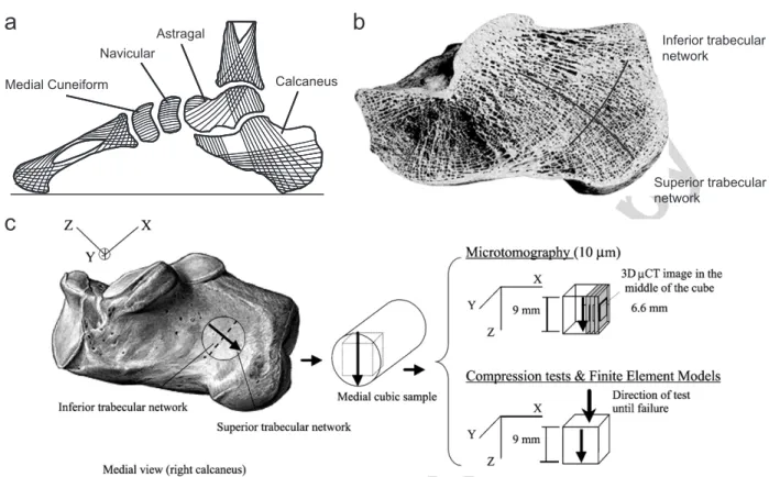 Fig. 1. Scheme of the trabecular structure in intern arch of foot by Kapandji (Kapandji, 1994)