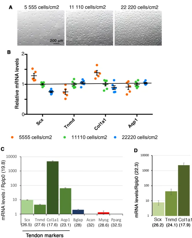 Fig. 1. Tendon gene expression is not related to cell density in non-confluent conditions