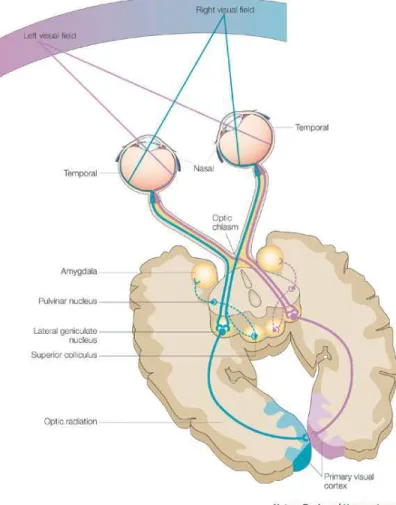 Figure 1.1: Gross architecture of the early visual system. Image taken from [69], itself adapted, with permission from [59].