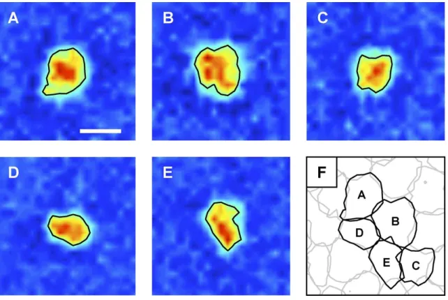 Figure 1.5: Receptive fields with irregular shapes, which allow for a more uniform mapping of the visual space