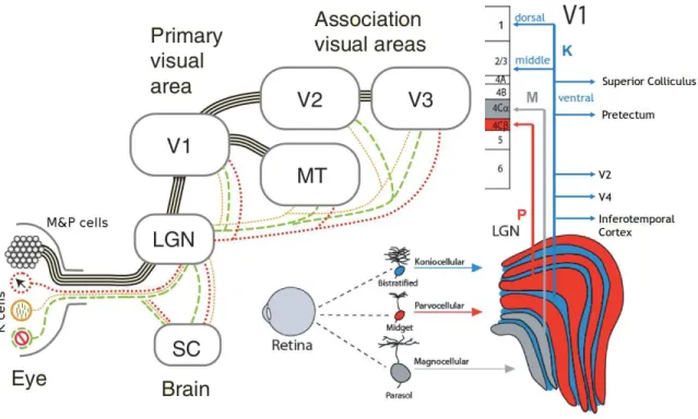 Figure 1.7: Different retinal projections. (Left) Midget and parasol projections are shown in black, while different non-standard channels are depicted in colors