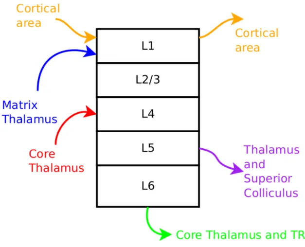 Figure 1.8: Simplified cortical column. Here, only a handful of information flows are represented, just to give an idea of the interactions of the cortical column with other structures