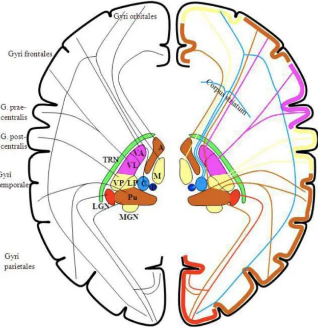 Figure 1.11: Thalamocortical connections and how TRN is involved. Here we see how TRN sort of wraps (like a plastic protection for a sandwich) the thalamic nuclei, receiving collaterals from both thalamus and cortex, and harmonizing these flows via inhibit