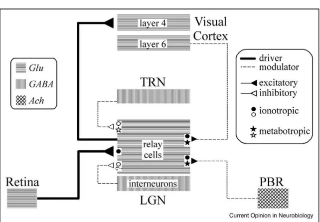 Figure 1.12: Schematic diagram of circuitry for the lateral geniculate nucleus The inputs to relay cells are shown along with the relevant neurotransmitters and postsynaptic receptors (ionotropic and metabotropic) Abbreviations: Ach, acetylcholine; GABA, γ