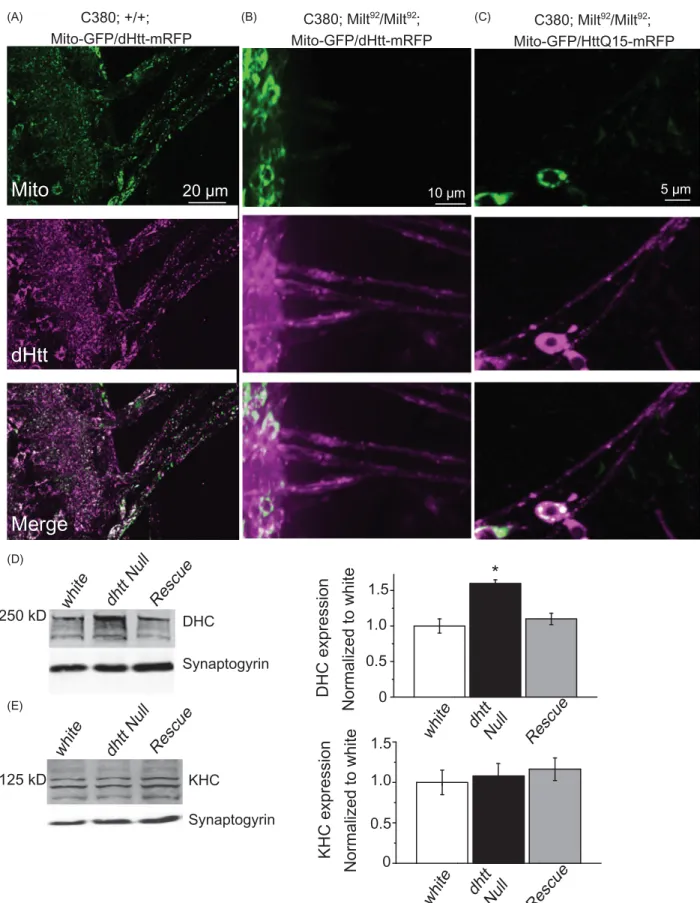 Figure 5. Mitochondria and HAP1 are not required for Htt axonal localization. (A) Expression of Mito-GFP and dHtt-mRFP in motor neurons in a control stage 17 embryonic ventral nerve cord shows distribution of mitochondria and Htt throughout the cell body a