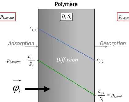 Figure II.4  Dissolution et diusion d'un gaz à travers un polymère