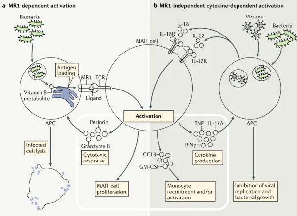 Fig. 1 | mAIT cell activation in bacterial and viral infection. Upon bacterial and viral infections, mucosal- associated  invariant T (MAIT) cells can be activated in a MHC class I- related molecule (MR1)-dependent manner through their T cell  receptor (TC