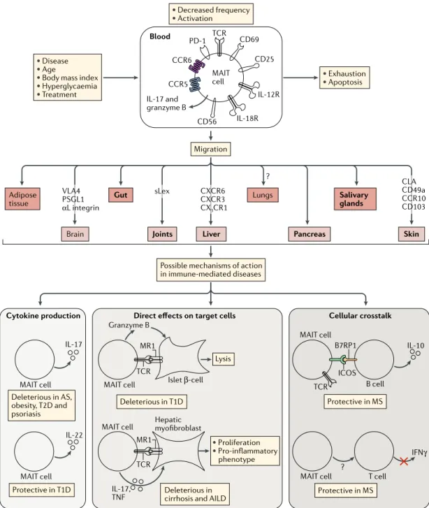 Fig. 2 | mAIT cell alterations and function in immune- mediated diseases. In most autoimmune and immune- mediated  diseases, mucosal- associated invariant T (MAIT) cell numbers in the blood are decreased